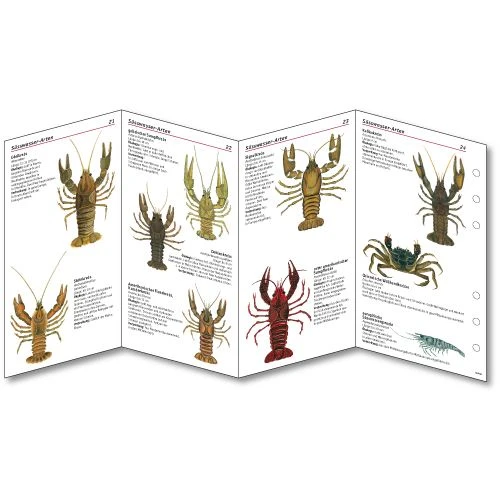 Sub-base Fischkarten Logbuch Einlagen Süsswasser Fische Mit SSI Lochung 5 Sub-base Fischkarten Logbuch Einlagen Süsswasser Fische Mit SSI Lochung – Bild 3