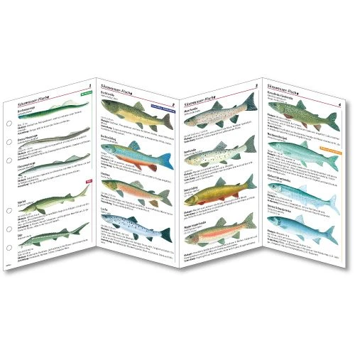 Sub-base Fischkarten Logbuch Einlagen Süsswasser Fische Mit SSI Lochung 4 Sub-base Fischkarten Logbuch Einlagen Süsswasser Fische Mit SSI Lochung – Bild 2